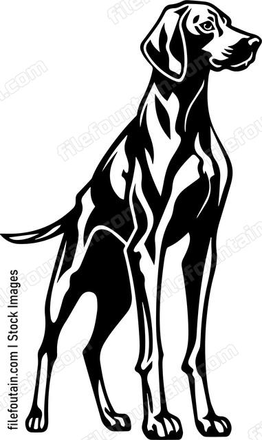 Vizsla