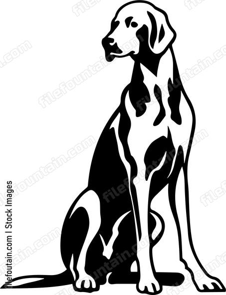 Vizsla