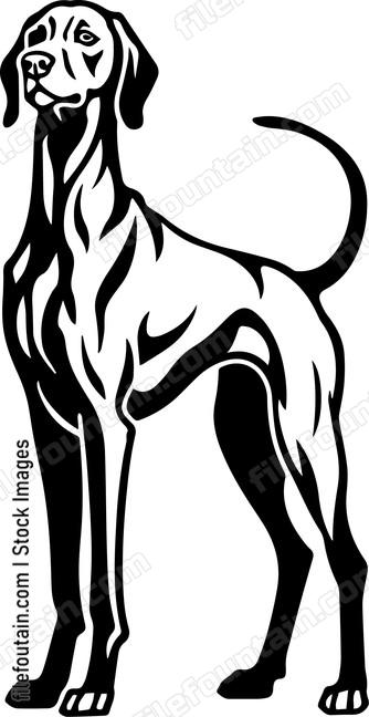 Vizsla