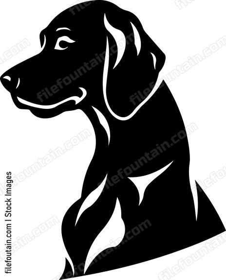 Vizsla