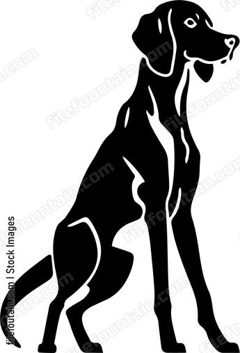 Vizsla
