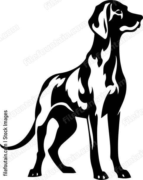 Vizsla