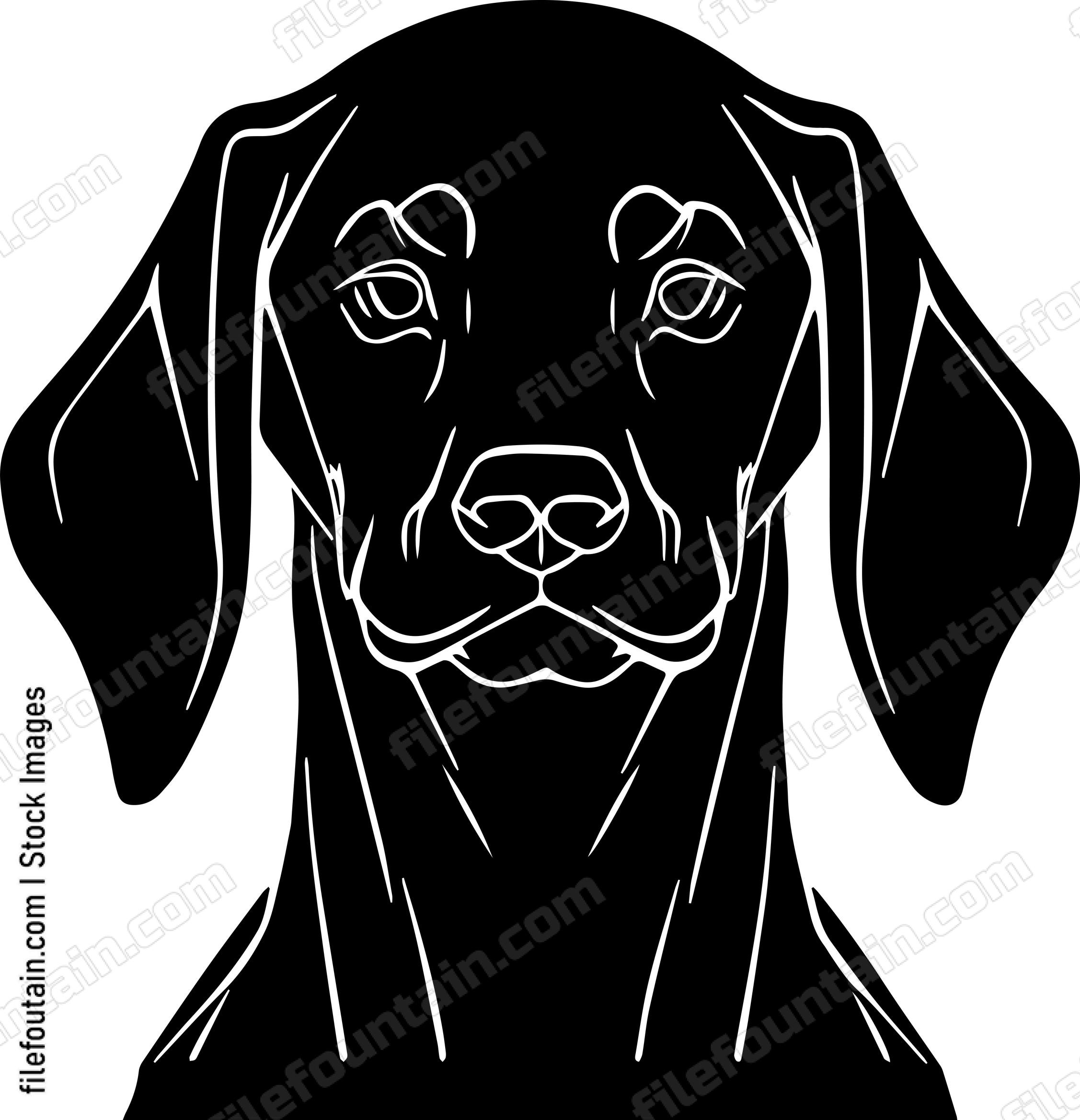 Vizsla