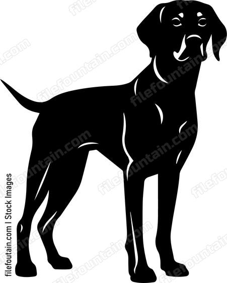 Vizsla