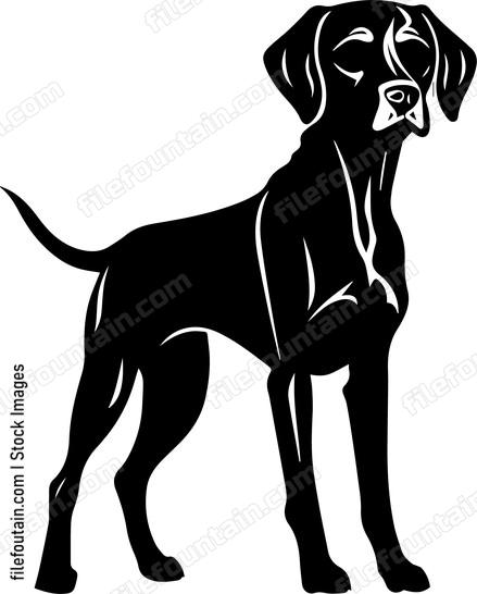Vizsla