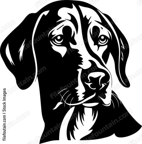 Vizsla