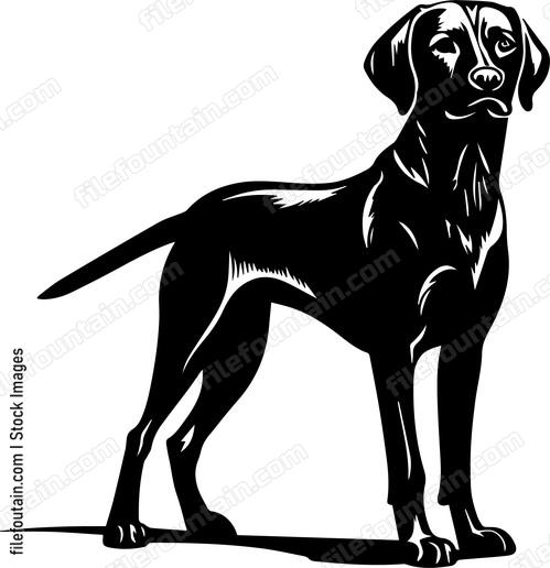 Vizsla