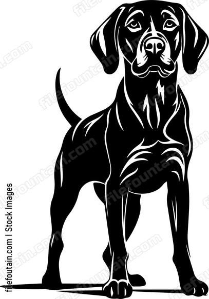 Vizsla