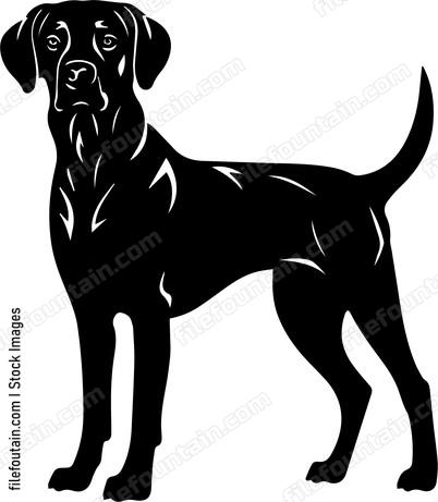 Vizsla