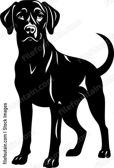 Vizsla