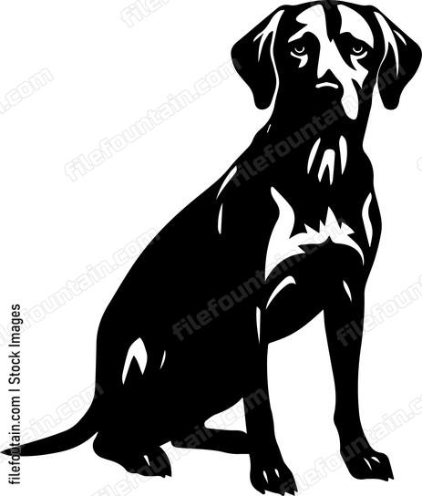 Vizsla