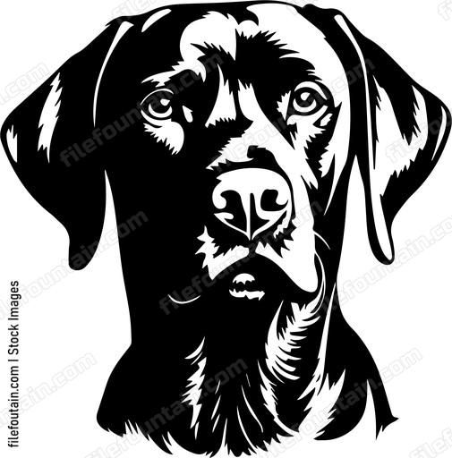 Vizsla