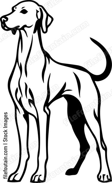 Vizsla
