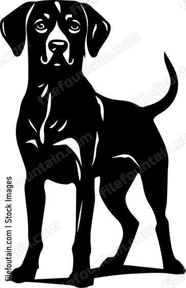 Vizsla