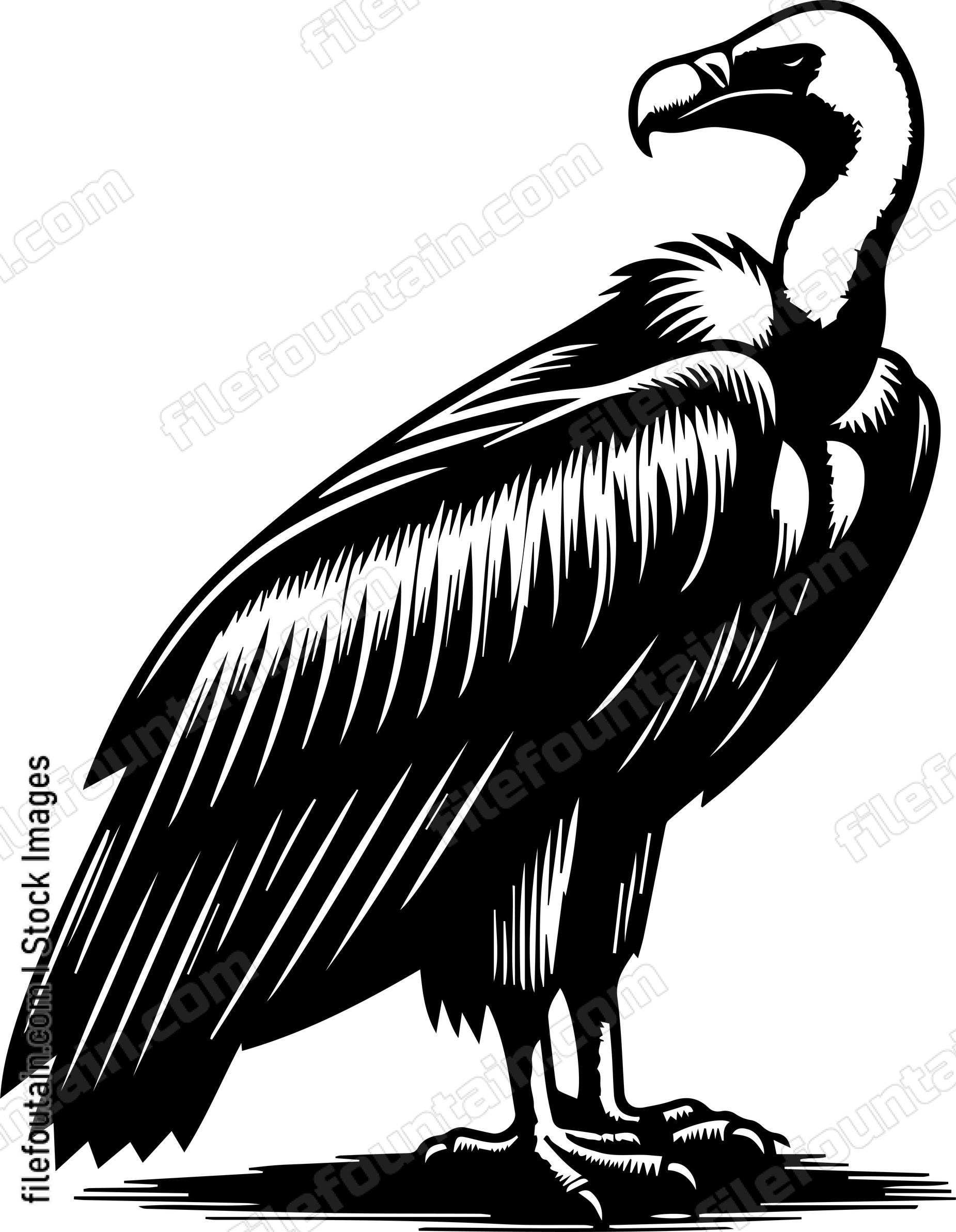 Vulture