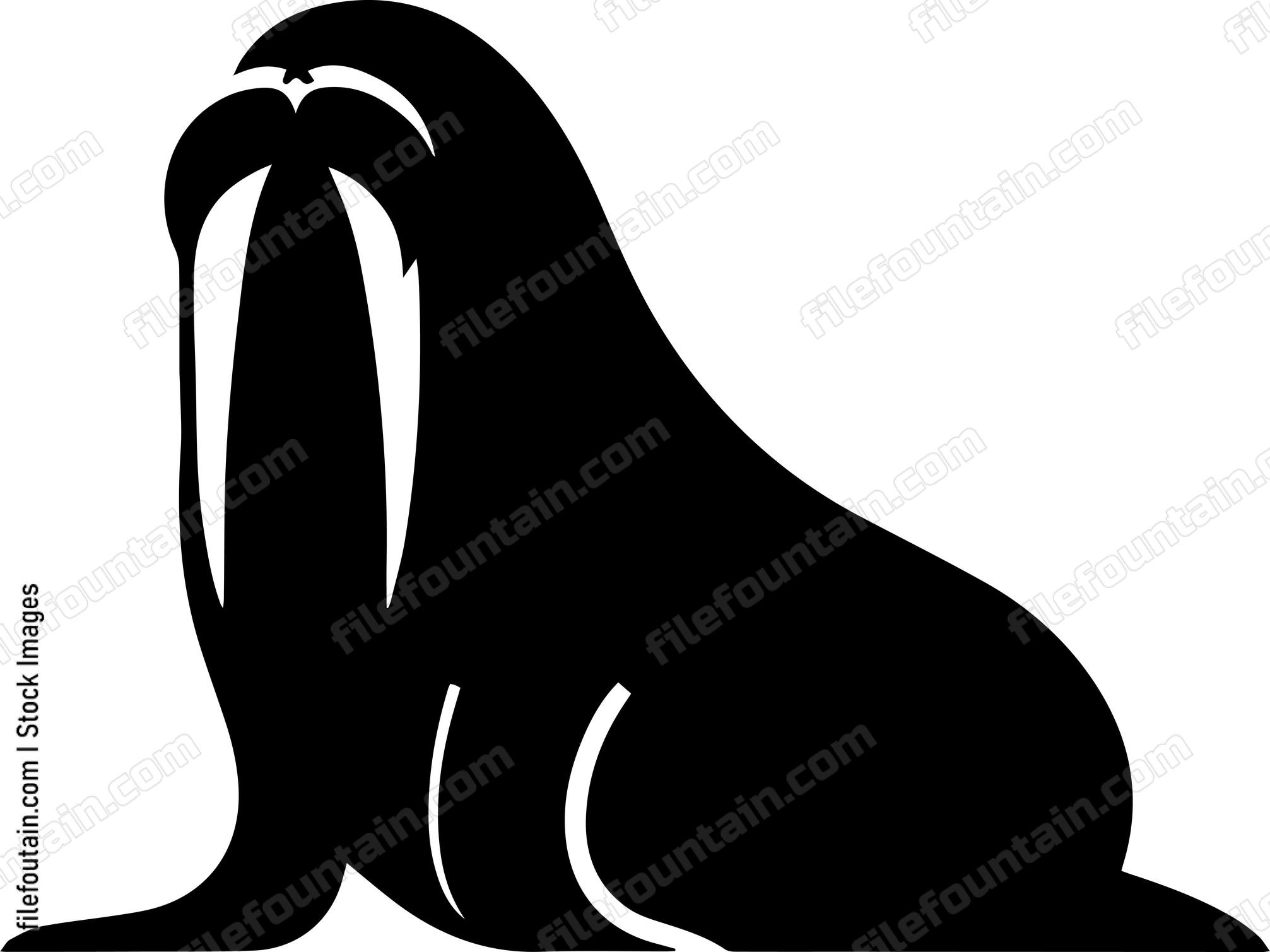 Walrus