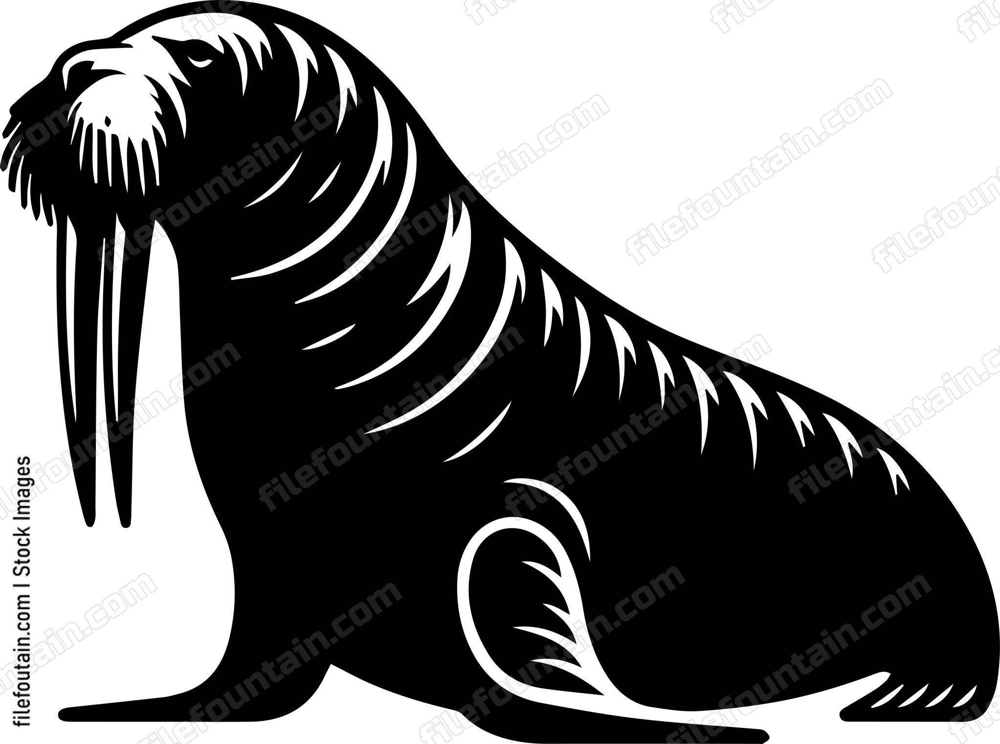 Walrus