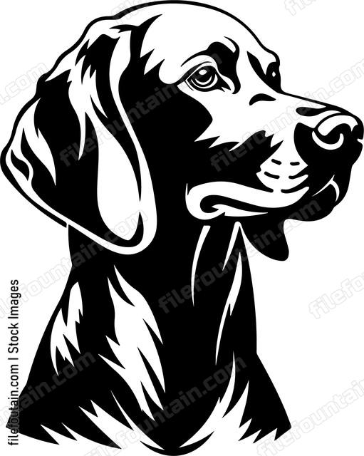 Weimaraner