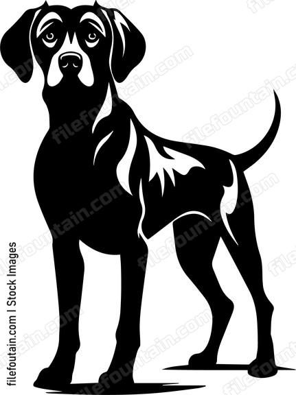 Weimaraner