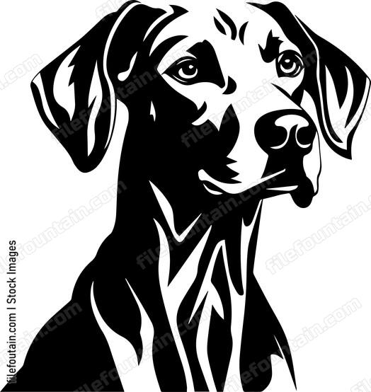 Weimaraner