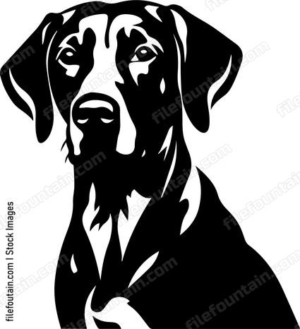Weimaraner