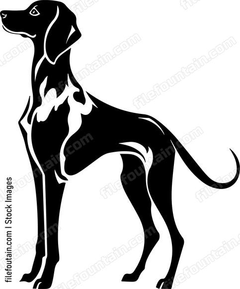 Weimaraner