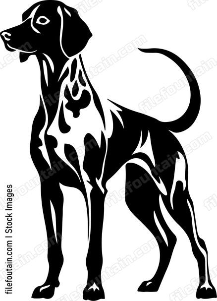 Weimaraner