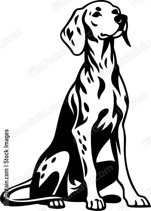 Weimaraner