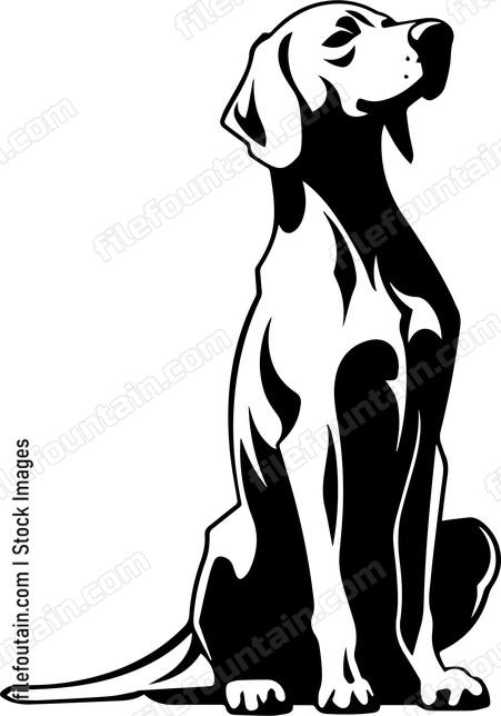 Weimaraner