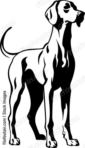 Weimaraner