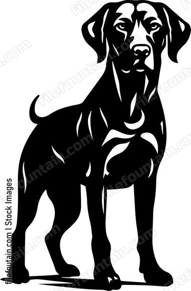 Weimaraner