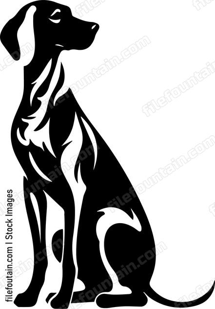 Weimaraner