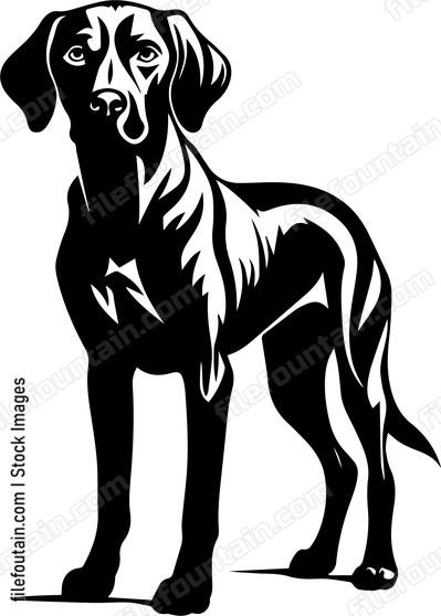 Weimaraner