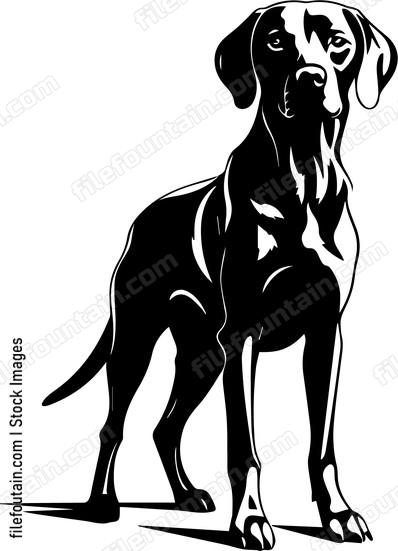 Weimaraner