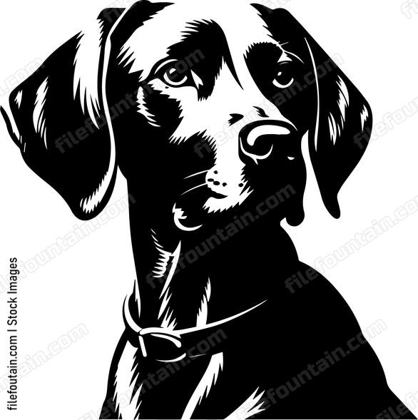 Weimaraner
