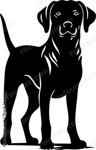 Weimaraner