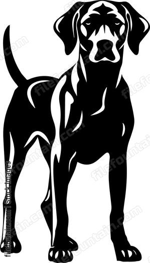 Weimaraner