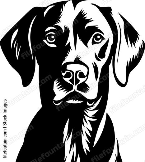 Weimaraner