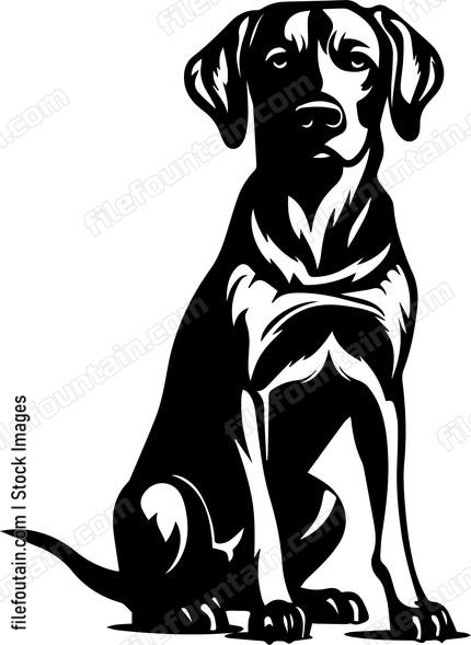 Weimaraner