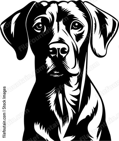 Weimaraner
