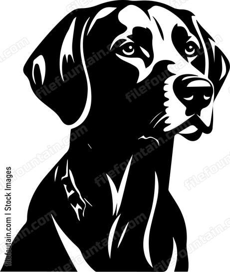 Weimaraner