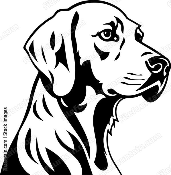 Weimaraner