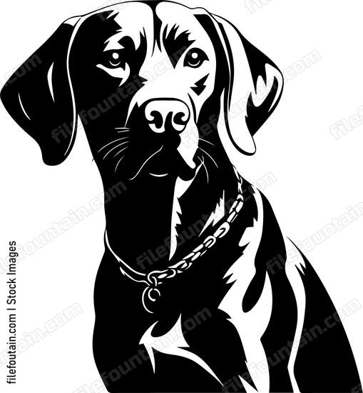 Weimaraner