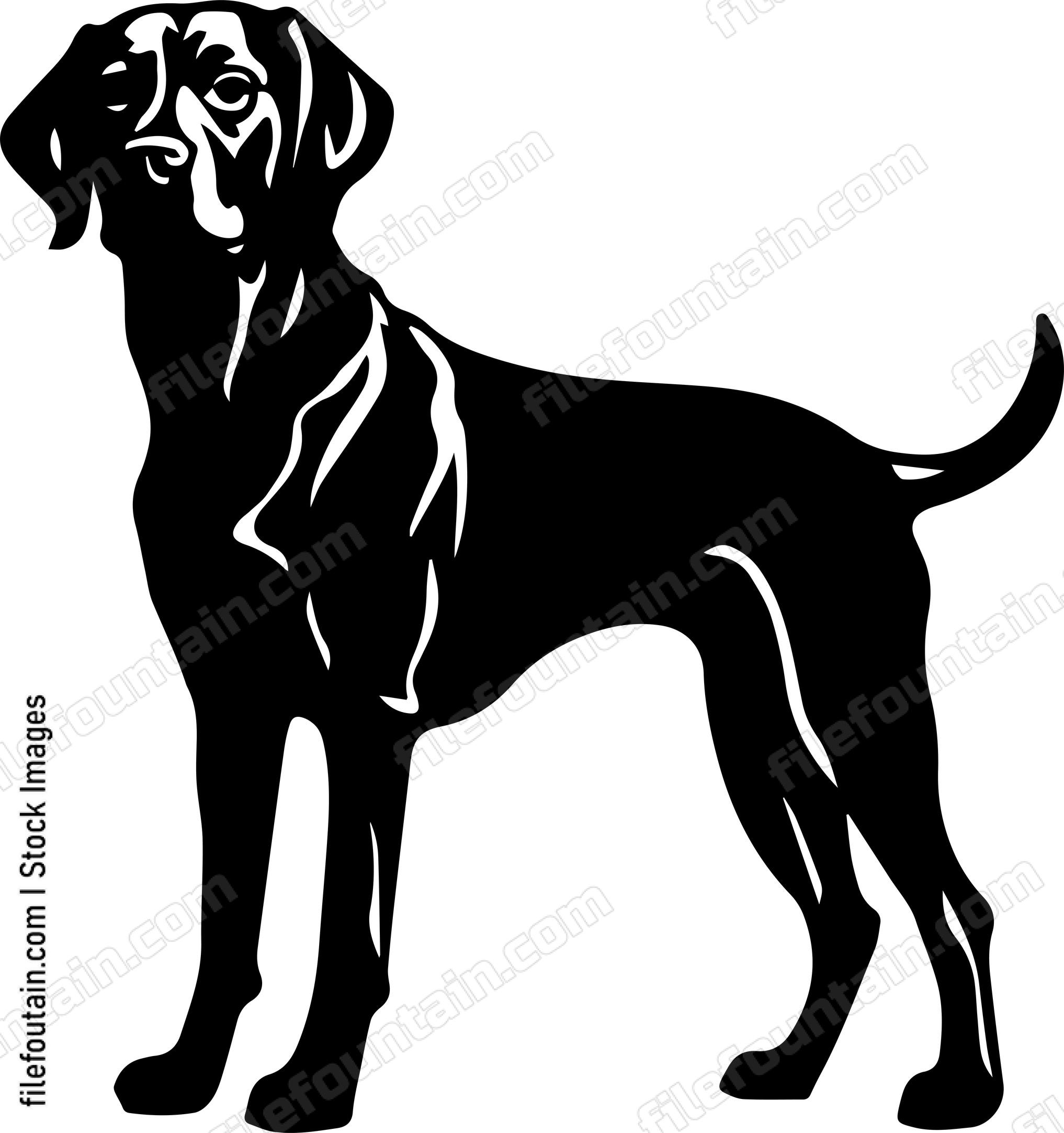 Weimaraner