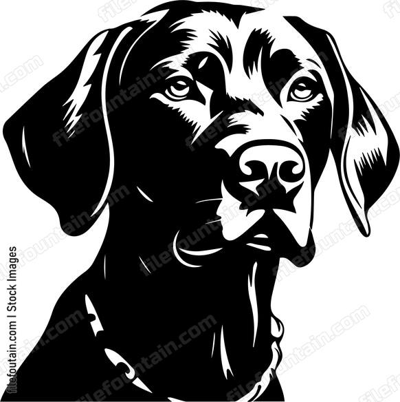 Weimaraner