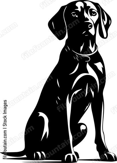 Weimaraner