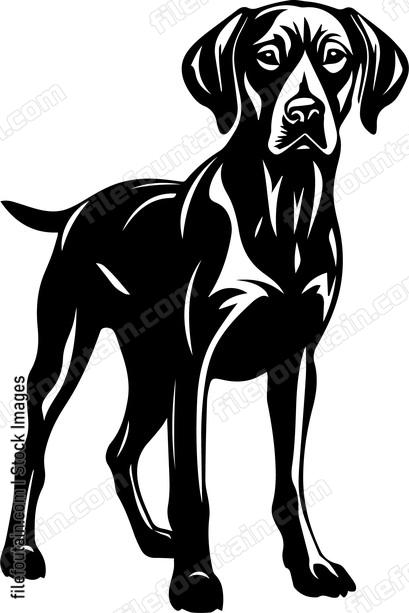 Weimaraner