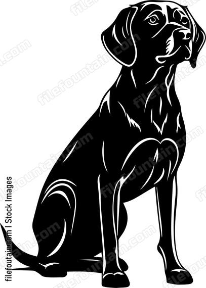 Weimaraner