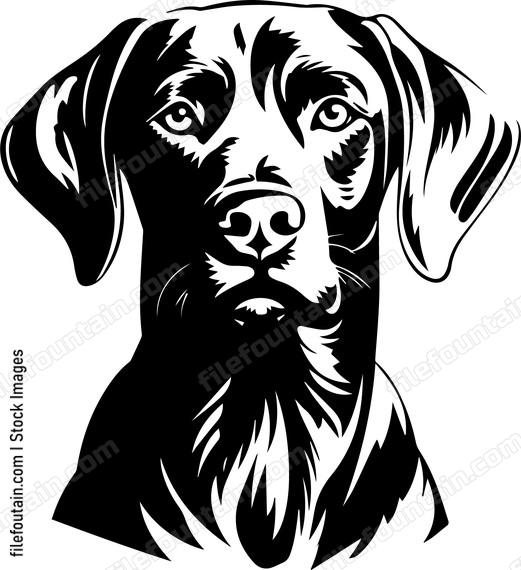 Weimaraner