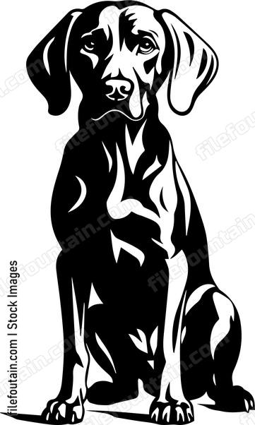 Weimaraner